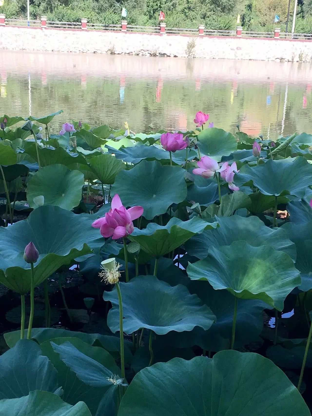北京城外竟然有这样美如画的民宿，引明星乔杉来小住不说，日接待参访客人最高达到80多人-71