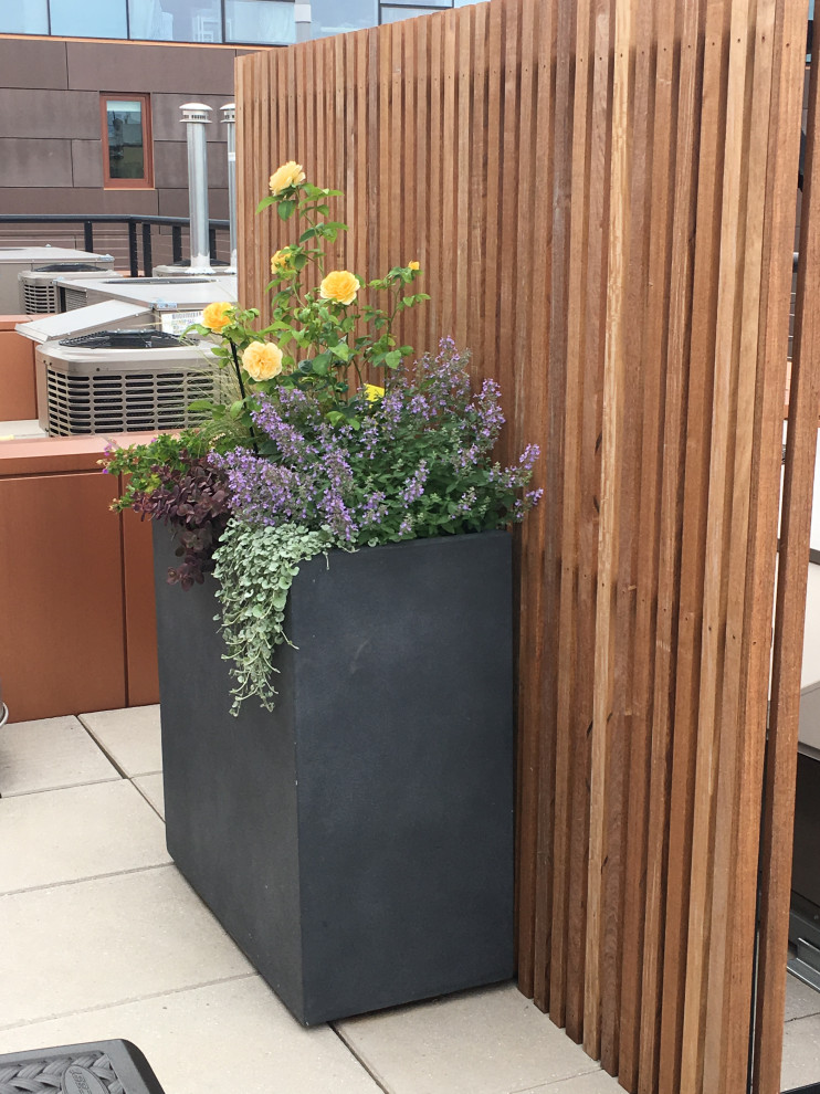 Cobble Hill Rooftop & Pergola-10