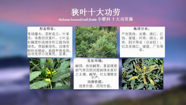 秋凌景观陪伴你学习的第3128天-35