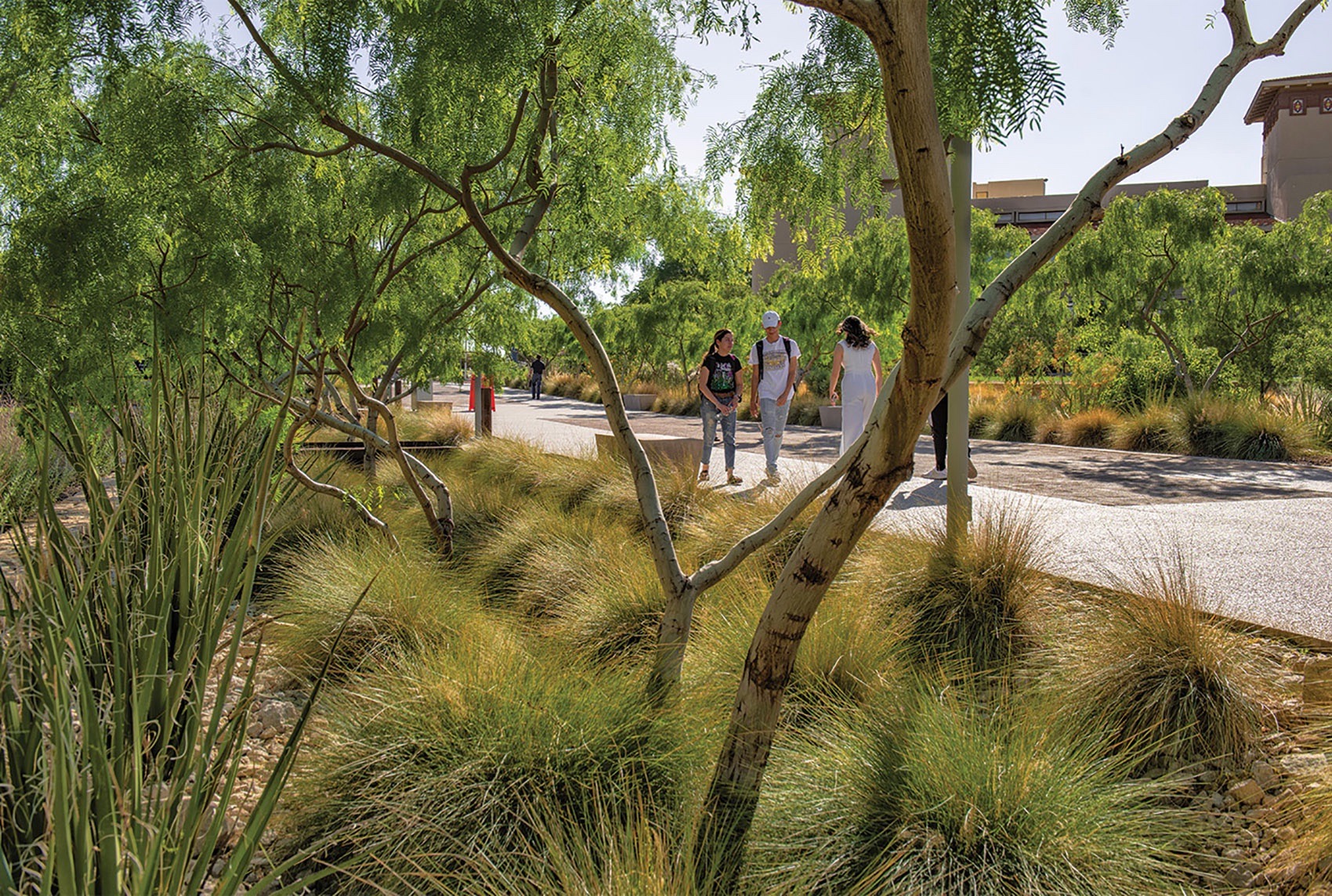 德克萨斯大学埃尔帕索分校改造丨美国埃尔帕索丨Ten Eyck Landscape Architects,Inc-17