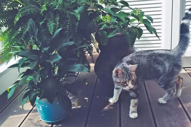 成都甜蜜美式婚房 | 打通空间,酿造爱情-30