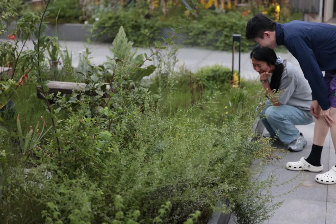 张唐探索|孤芳自赏的勇气——有.园张唐景观屋顶花园一年更新-166
