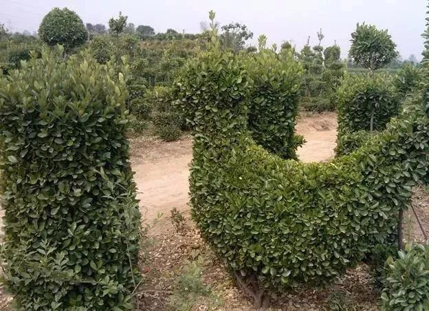 10 大最适合景观造型的树种解析-8