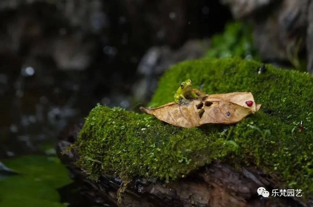 龙湖景粼玖序屋顶花园·隐逸庭丨乐梵园艺-79