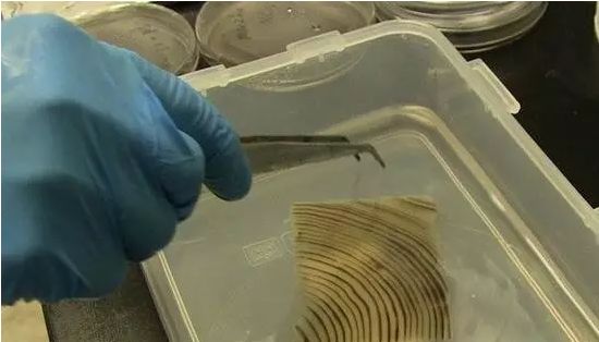 玩转木头 | 创意家居与艺术设计-72