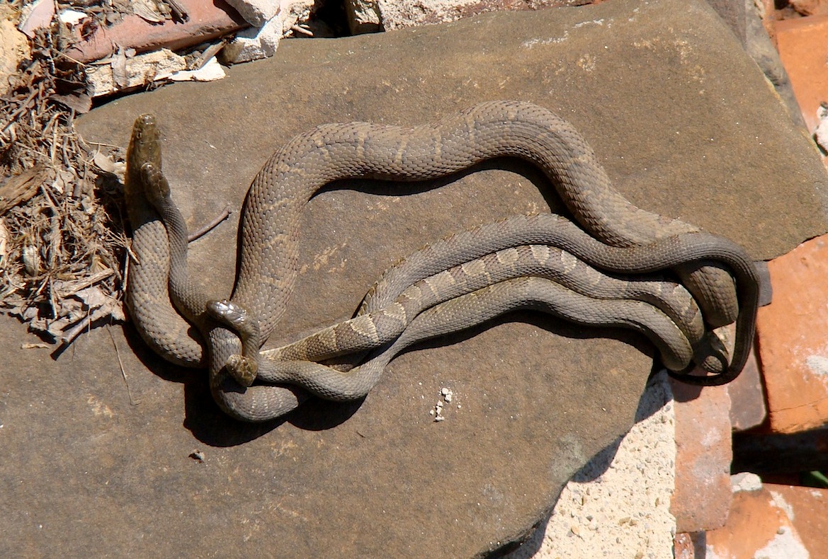 复古复兴 | 19 世纪 50 年代美国宾夕法尼亚州小威尼斯建筑群-147