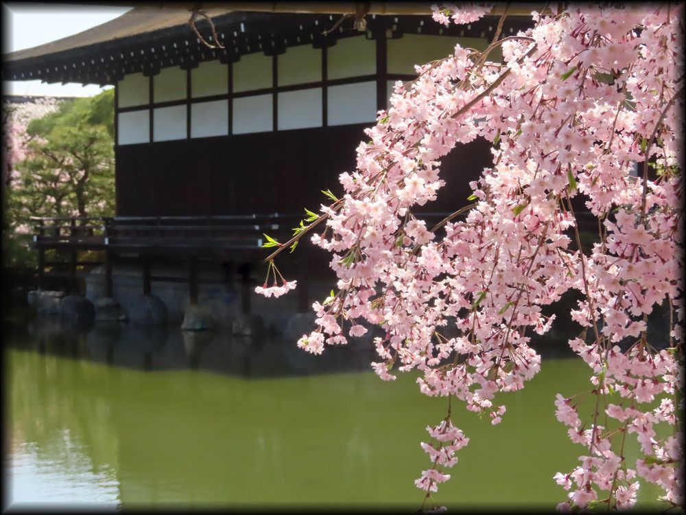 平安神宮の桜相关景观丨日本京都-22