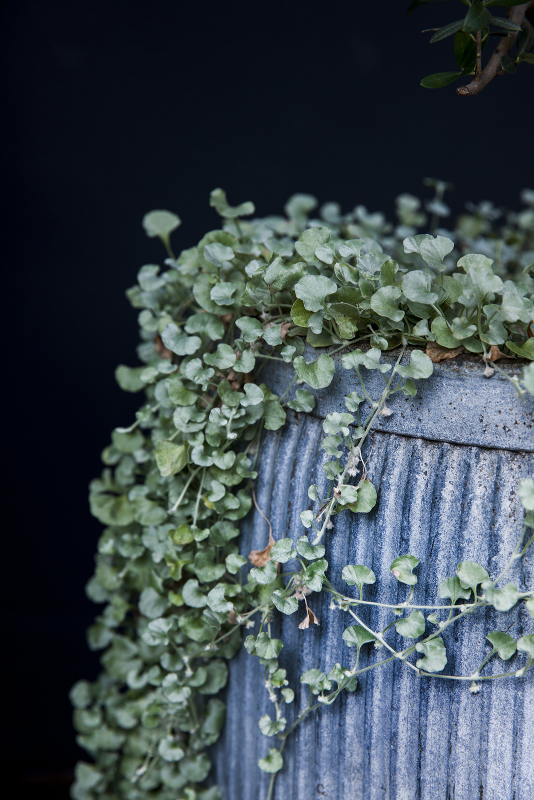 FEATURE - Better Homes & Gardens — Adam Robinson Design-8