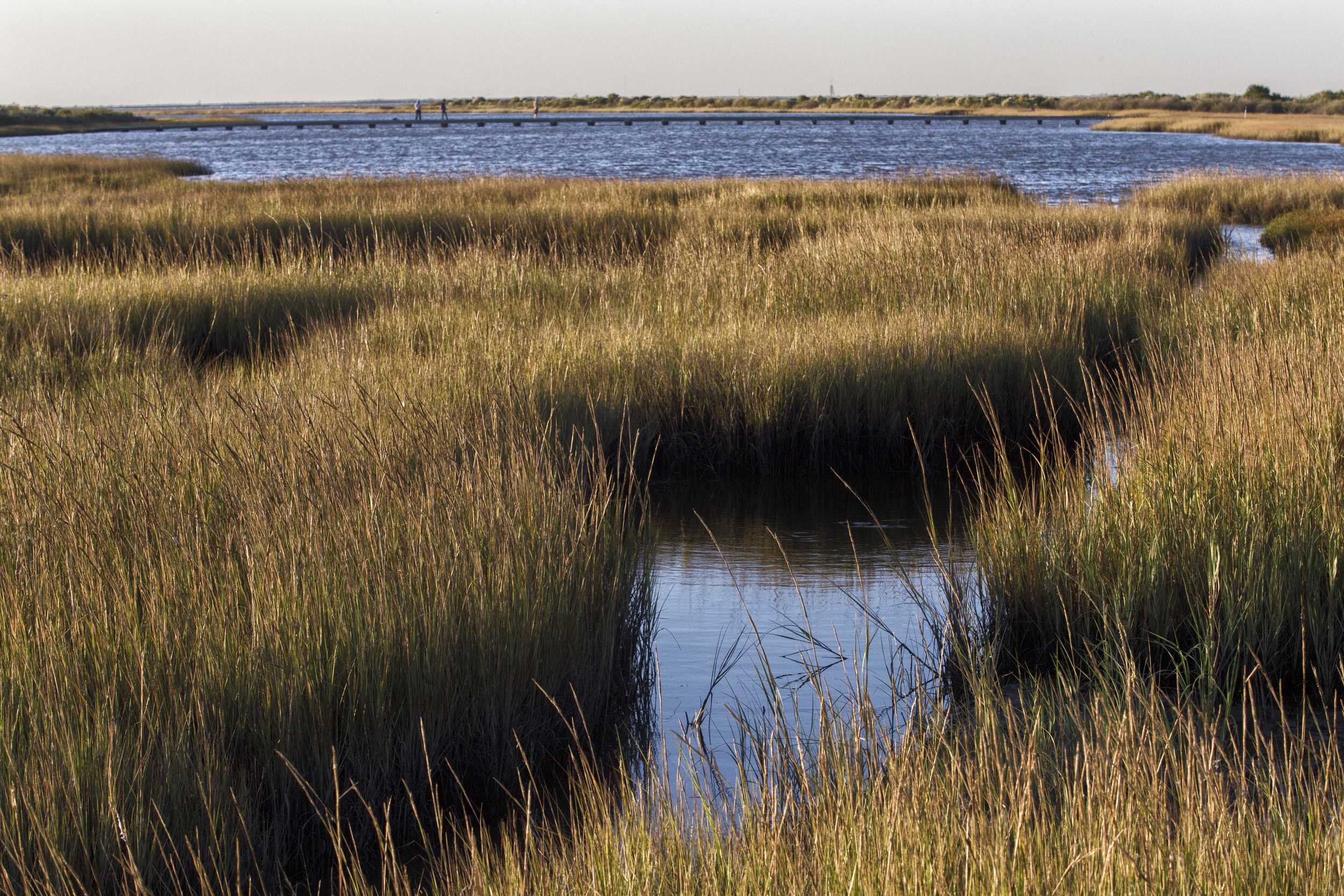 美国加尔维斯敦岛国家生态湿地公园 (asla)Galveston Island State Park-5