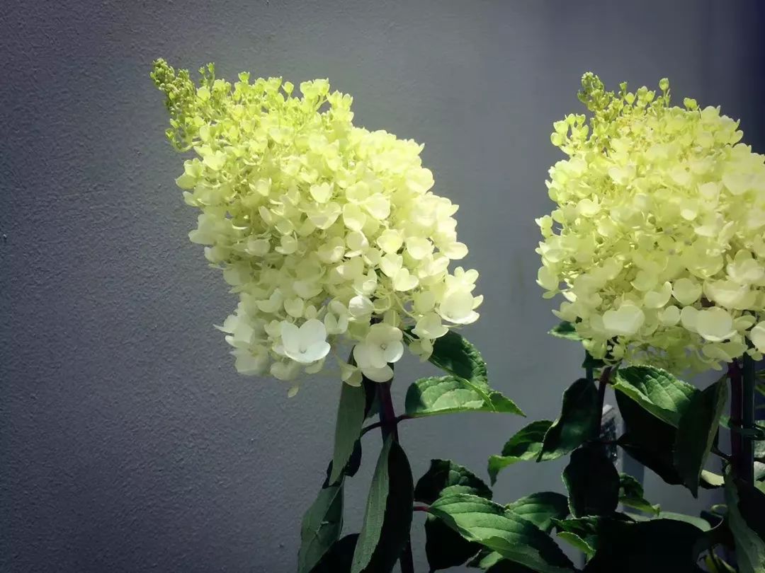 本木露台 | 自然浪漫的休闲空间-32