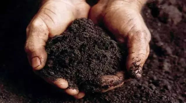 春日园林养护攻略 | 四月份苗木养护指南-22