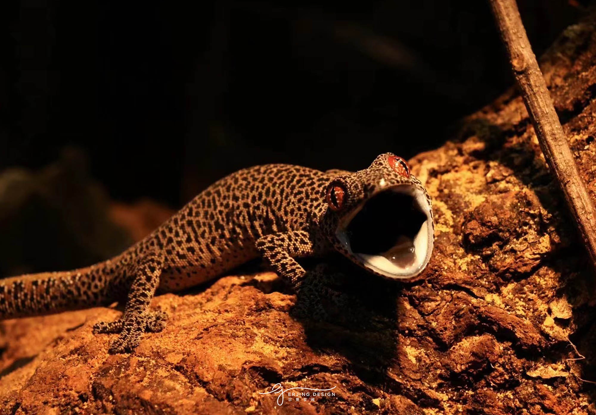 爬宠店·Sign Of Gecko丨中国杭州丨尔景空间设计-1