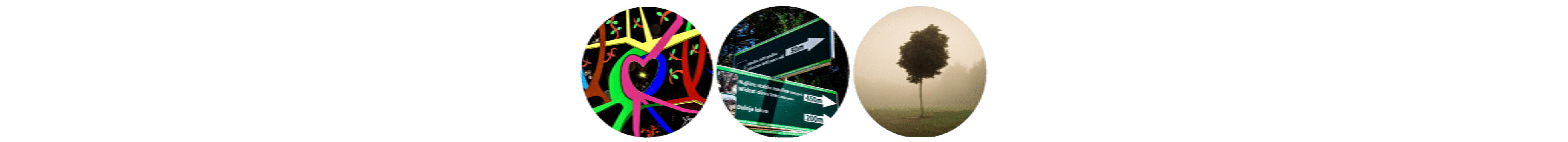 世界上的树木丨Sylvie D.-301