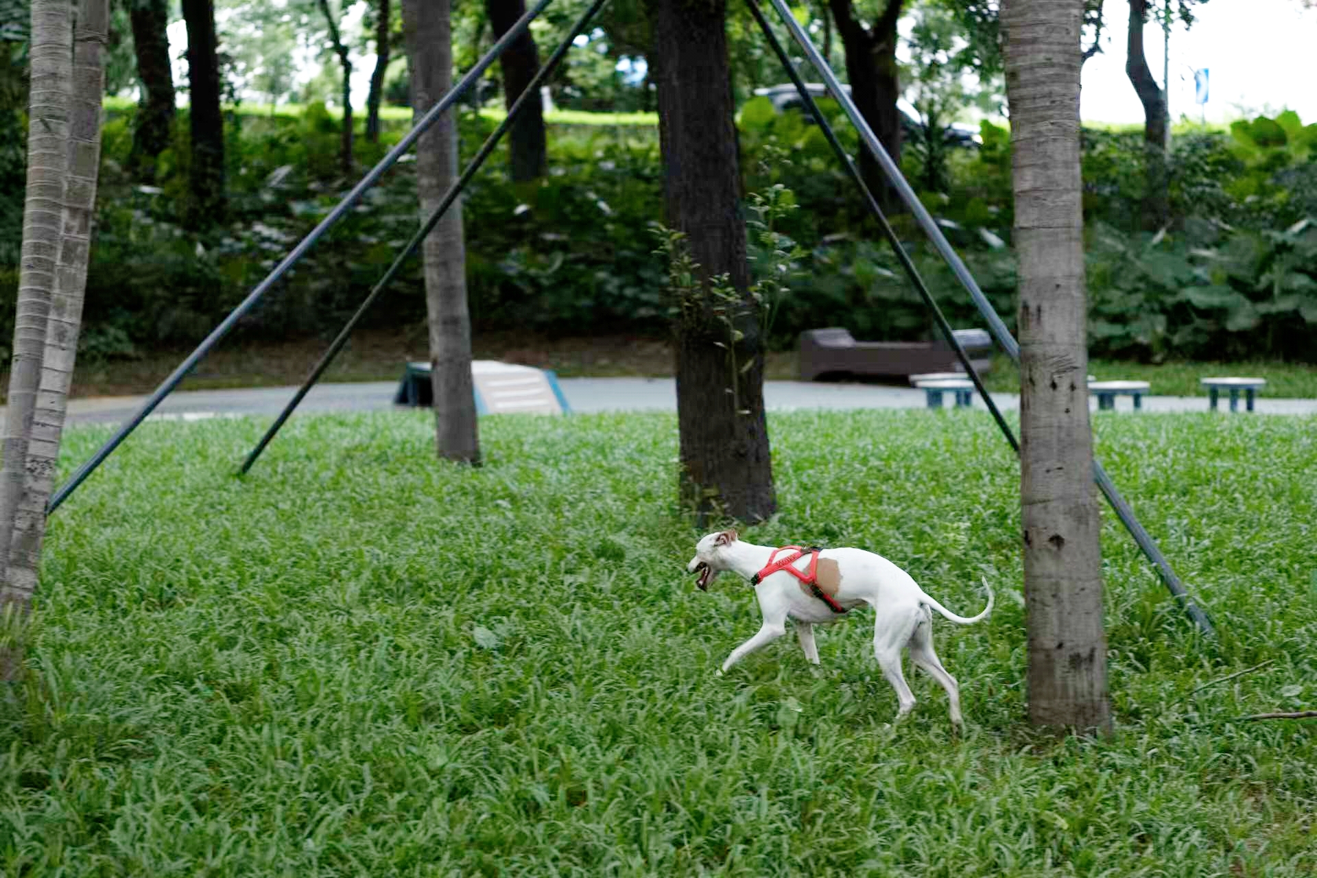 深圳市罗湖泥岗东路宠物友好口袋公园丨中国深圳丨深圳市未名设计顾问有限公司罗湖分公司（WMLA）-25