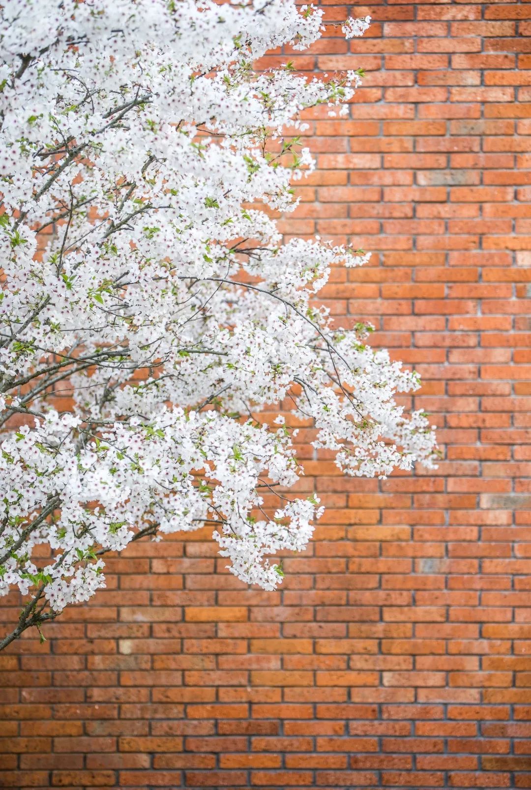 魔都五大赏樱胜地丨中国上海-72