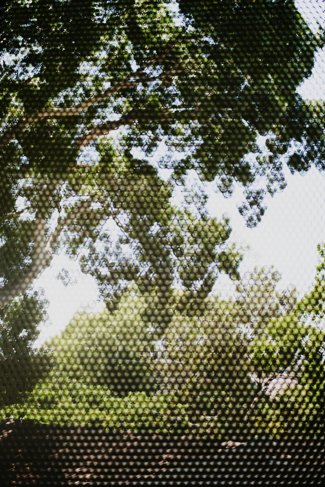 悉尼树顶之家-60