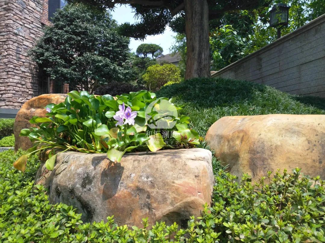 画龙点睛——庭院植物搭配解析-51