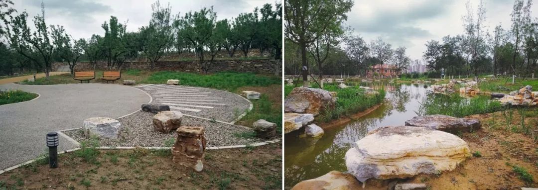 当杏园再着新妆 | 风林杏苑绿化项目建成小记-26