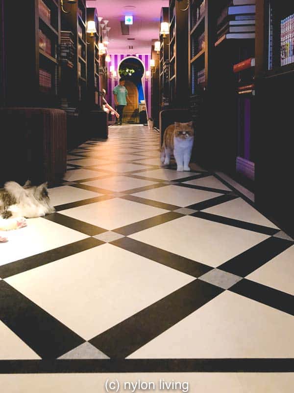 Mocha猫咖（原宿店）丨日本东京-19