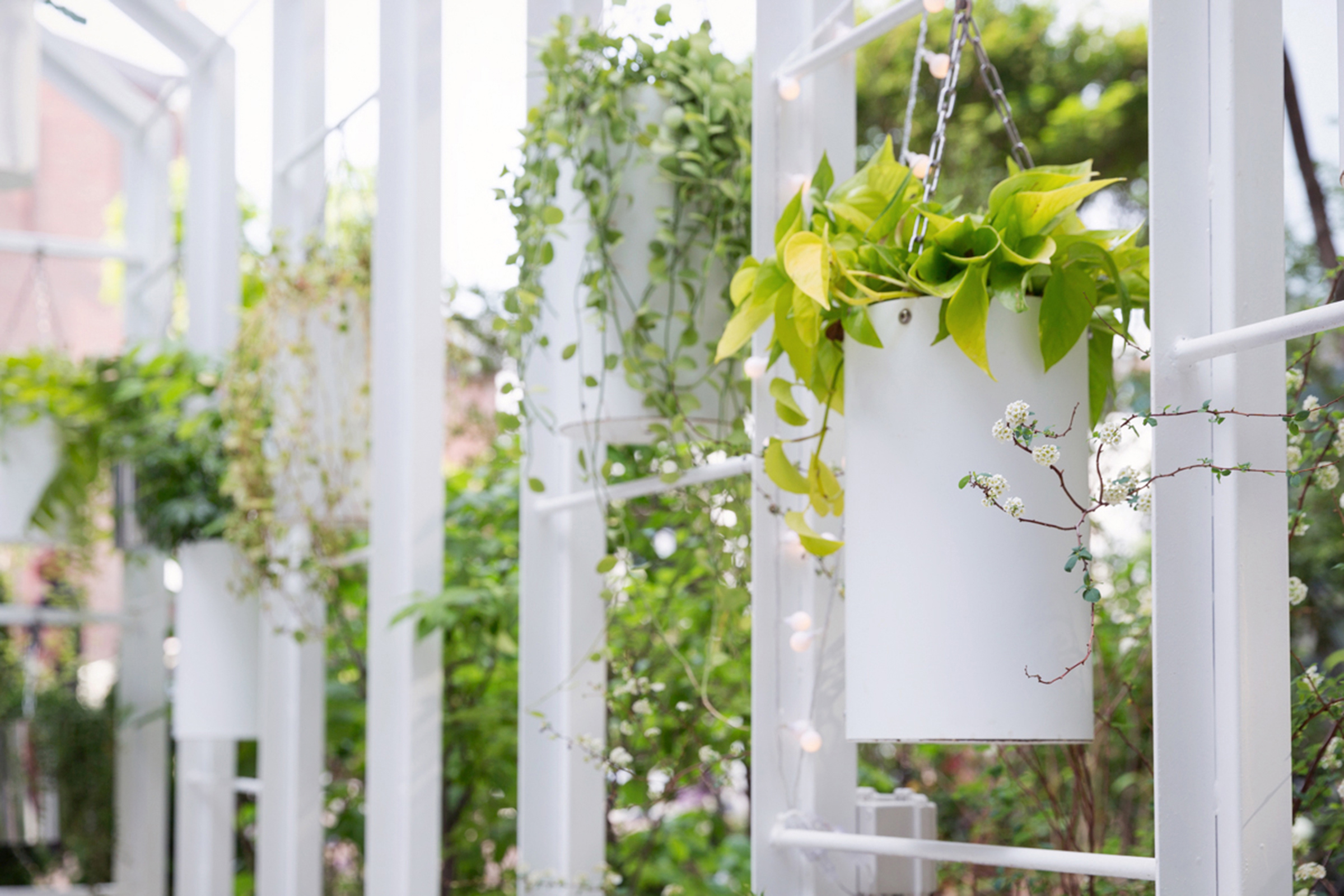 城市公寓中的“小森林”-6