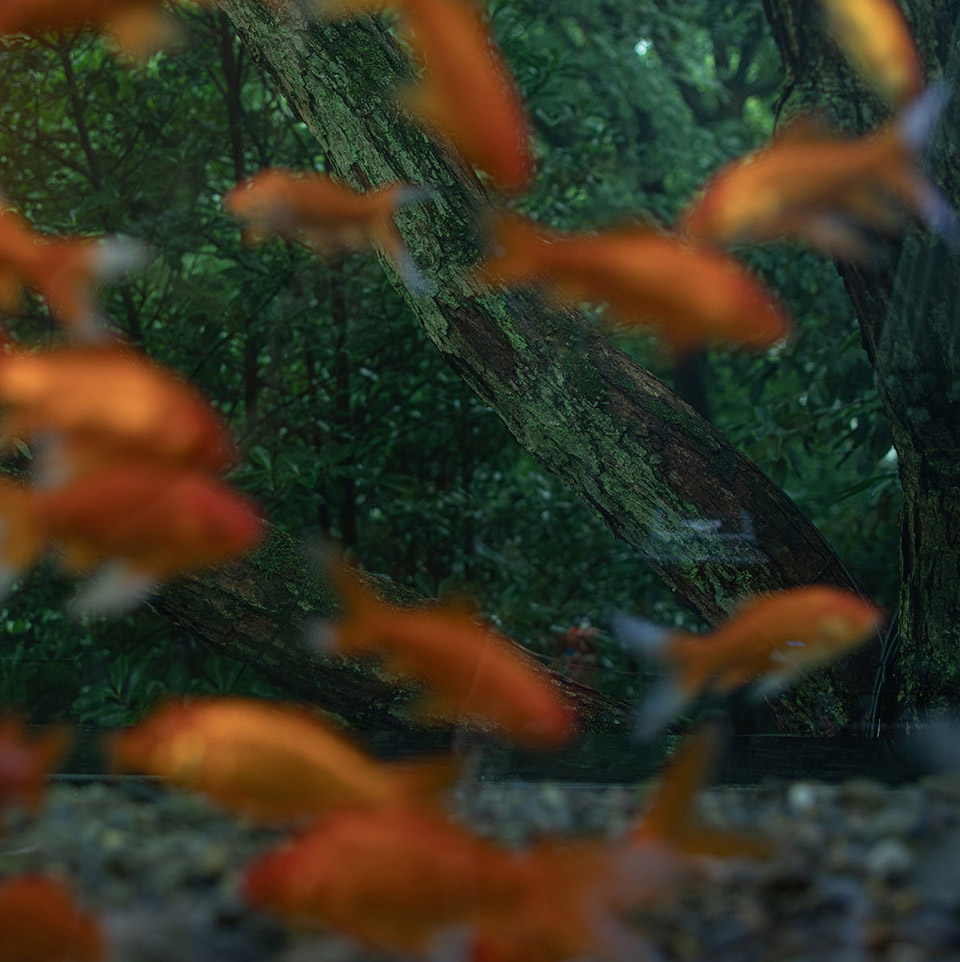 满觉陇·入江南丨中国杭州丨慢珊瑚设计-64