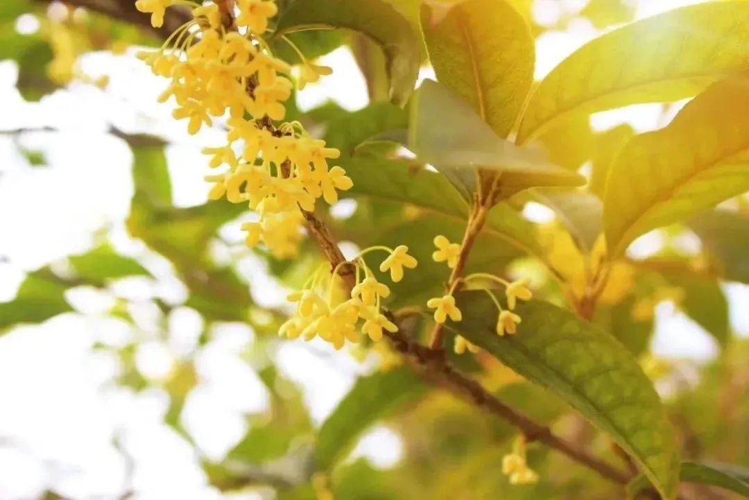 深圳90㎡年轻夫妇光之居所丨中国深圳丨山与空间设计-64