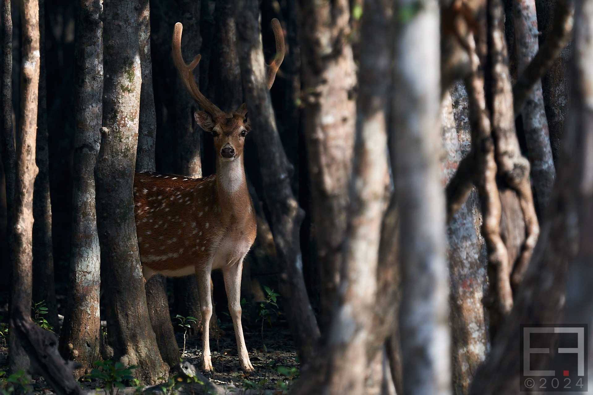 孟加拉国孙德尔本斯红树林保护与开发-10