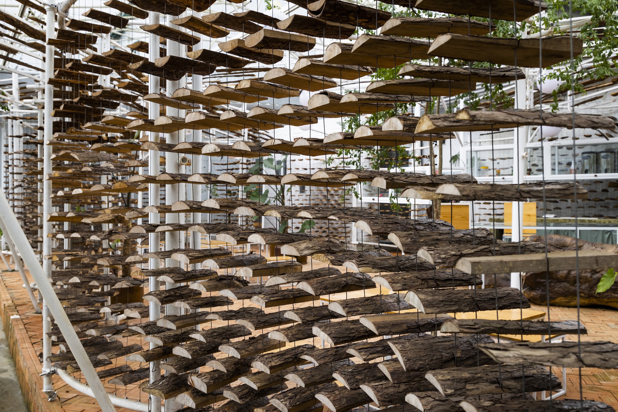 采茶，开花丨越南-49