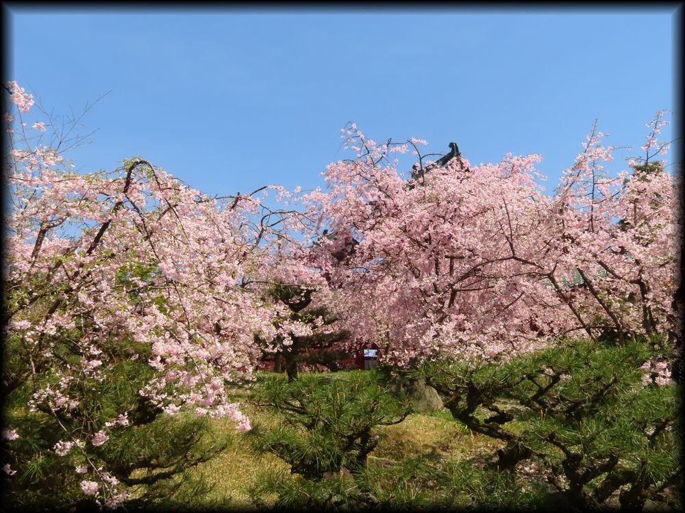 平安神宮の桜相关景观丨日本京都-13
