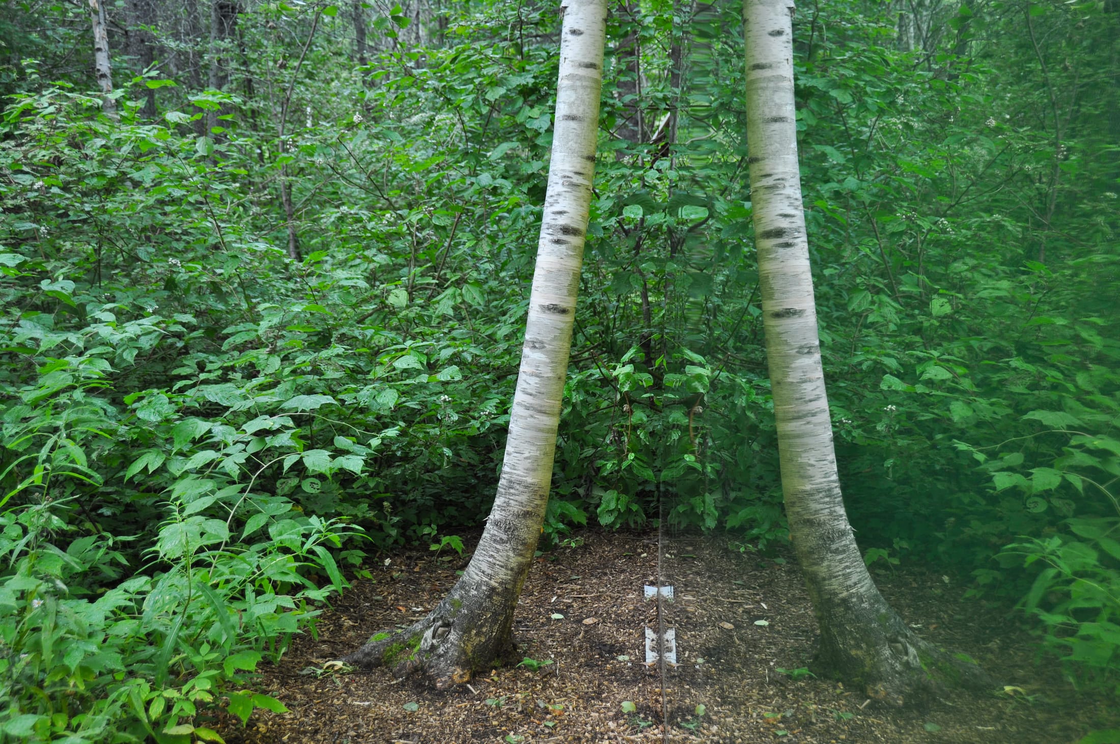 2019 加拿大国际花园节 | 彩色“岩石”结构装置引人入胜-123