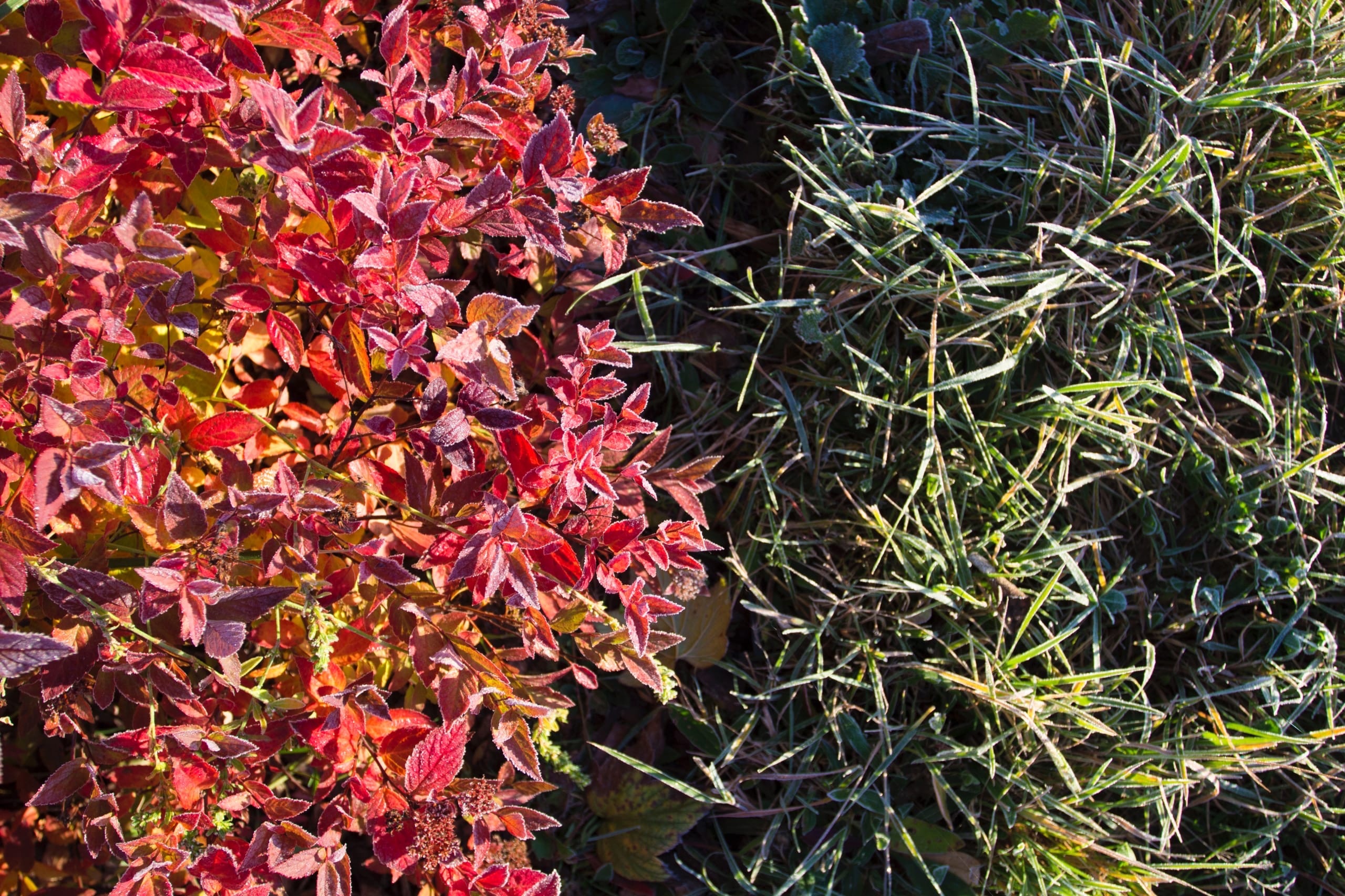 "Осень в саду" 景观摄影作品丨国际景观艺术中心“Зеленая стрела”-6