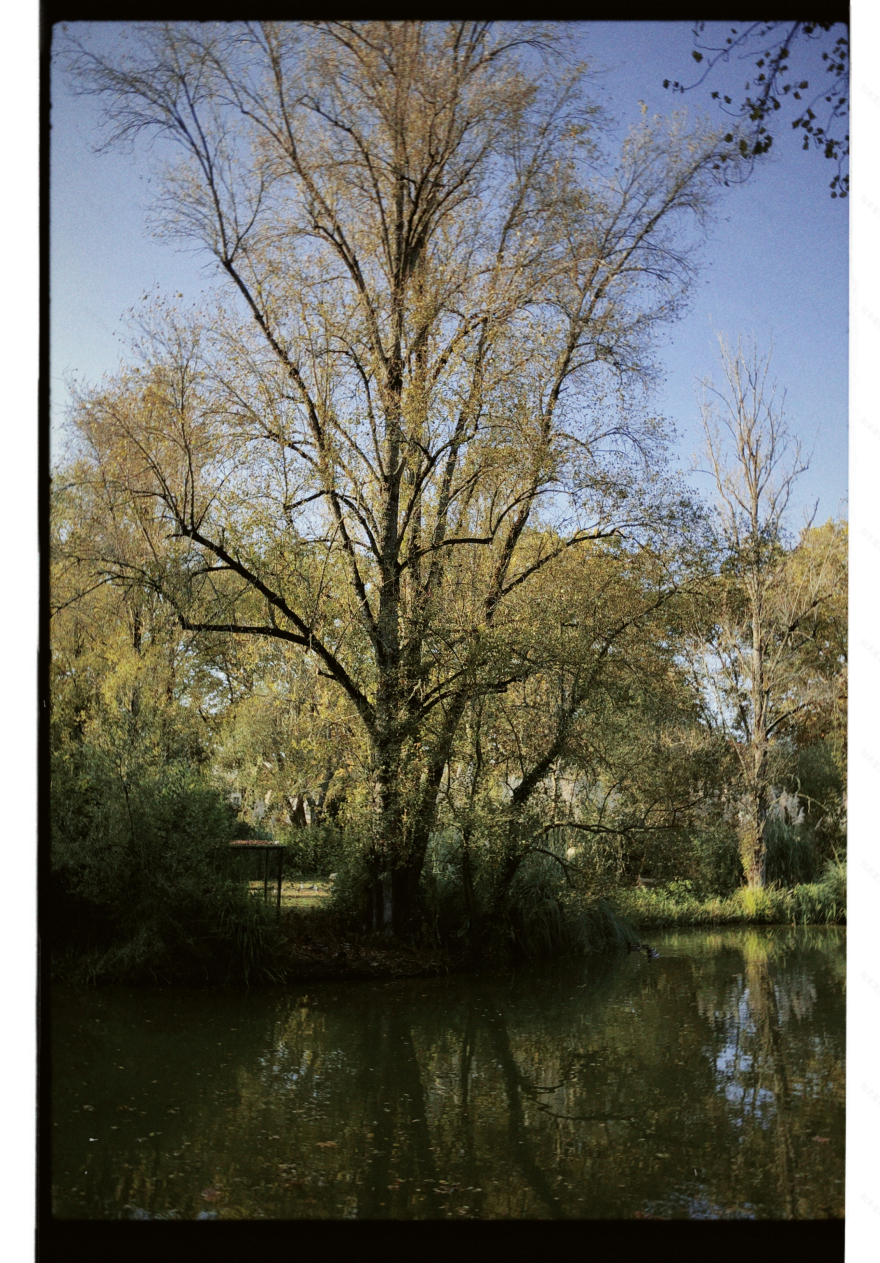 Parque D· Carlos I 设计丨葡萄牙-15