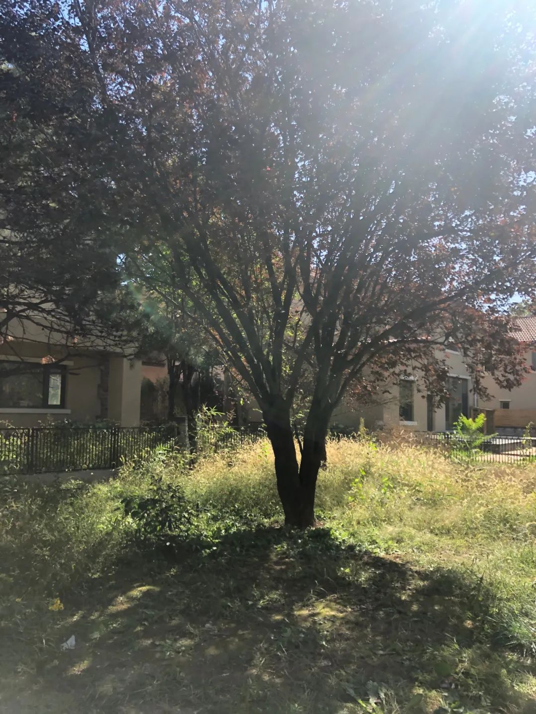 个性化花园设计 | 量身定制的生活美学-22