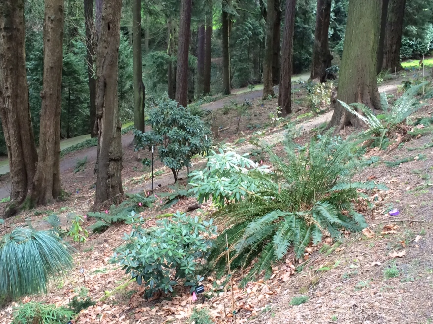 华盛顿公园喜马拉雅云林花园丨美国华盛顿-84