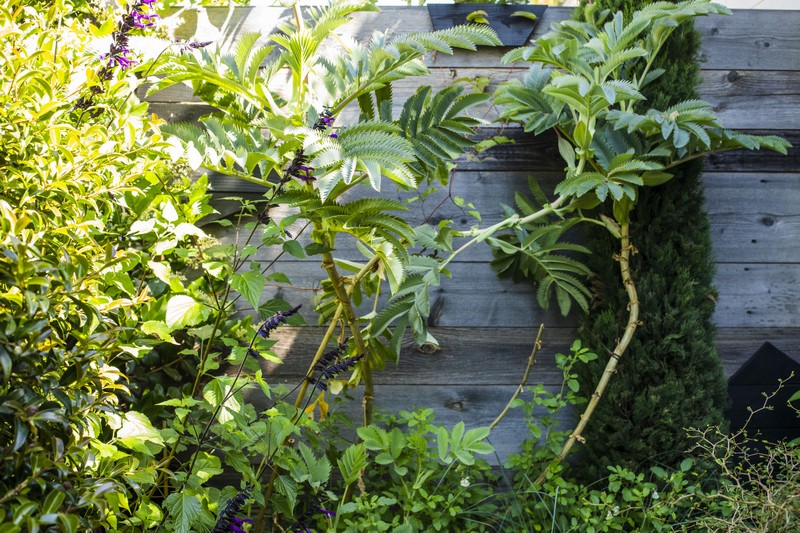 巴黎35平方米露台景观设计丨法国巴黎丨Opus Paysage  Alexandre Tonnerre-29