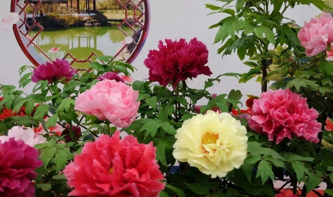 牡丹养护攻略 | 花园中的花中之王-12
