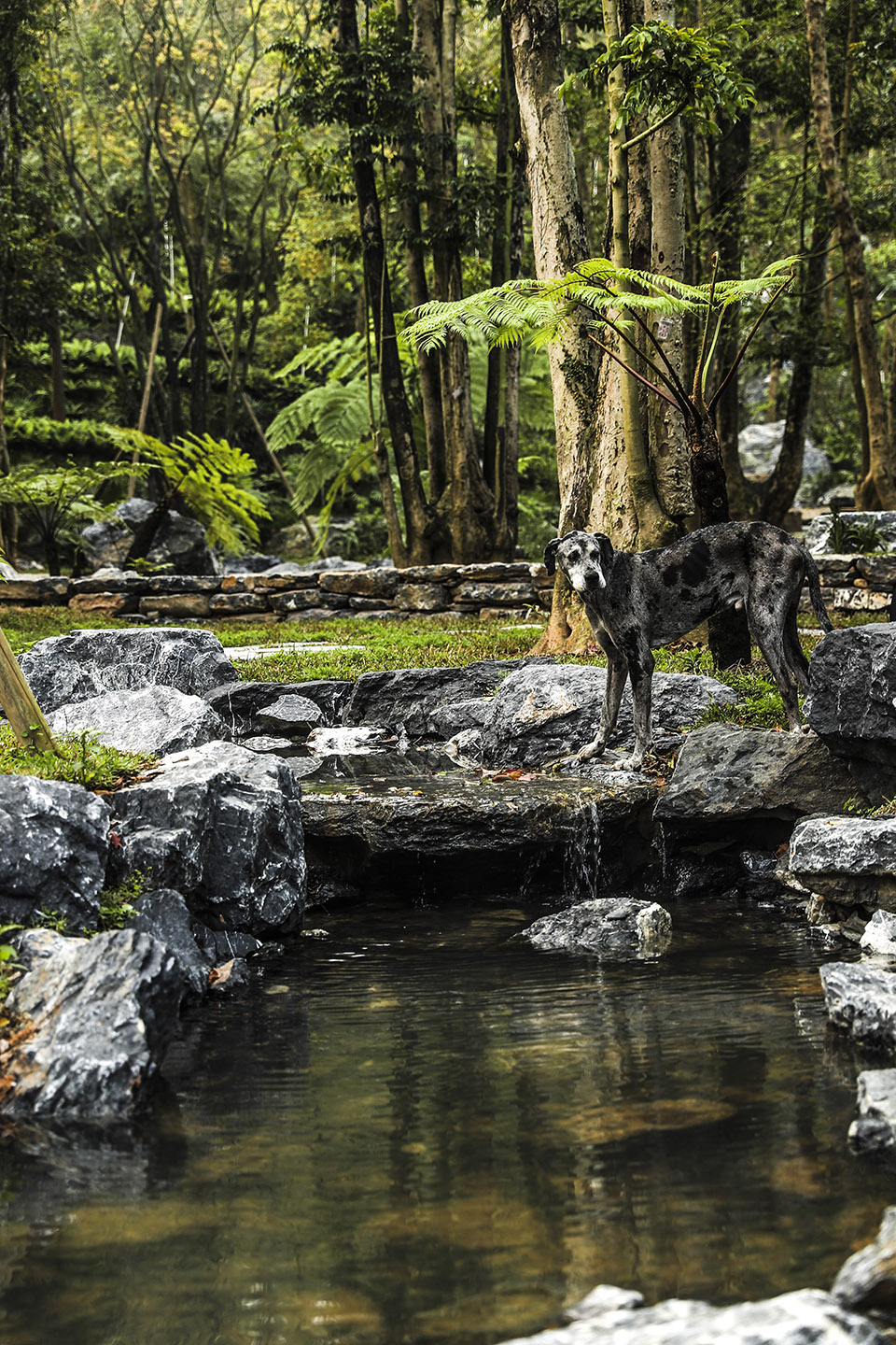 惠州凯森千年古树园·幽玄之森丨中国惠州丨株式会社户田芳树风景计画-7