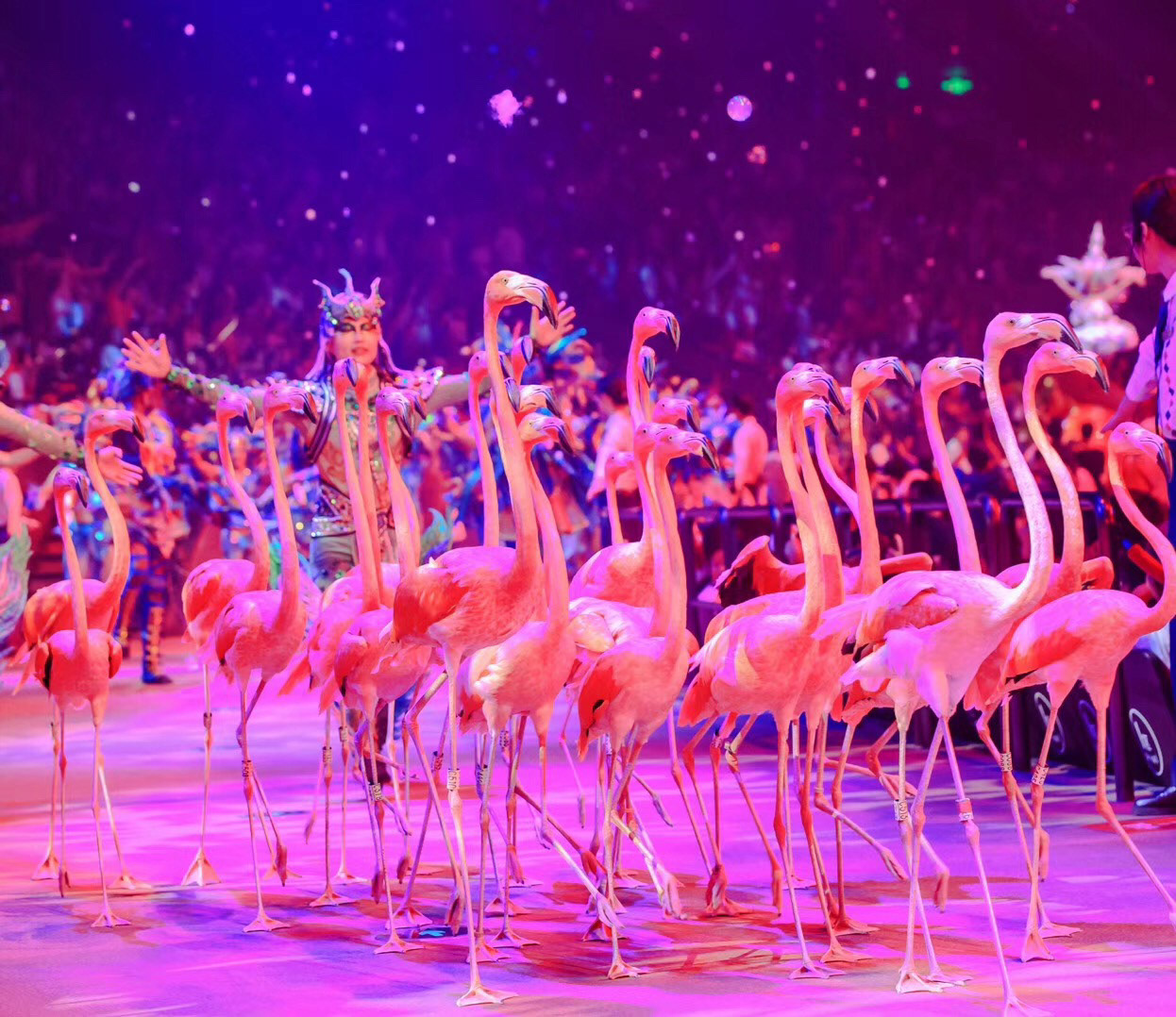 珠海长隆剧院龙秀丨中国珠海丨Margarita Peschanskaya 等-62