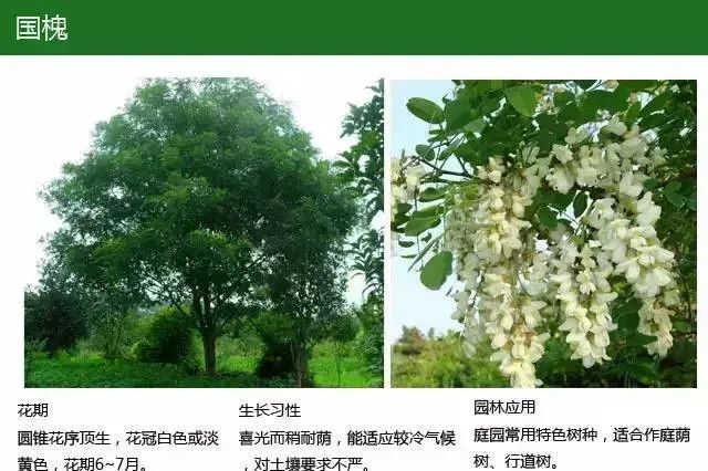 全方位植物设计课程，实战训练，案例示范，作业一对一指导-11