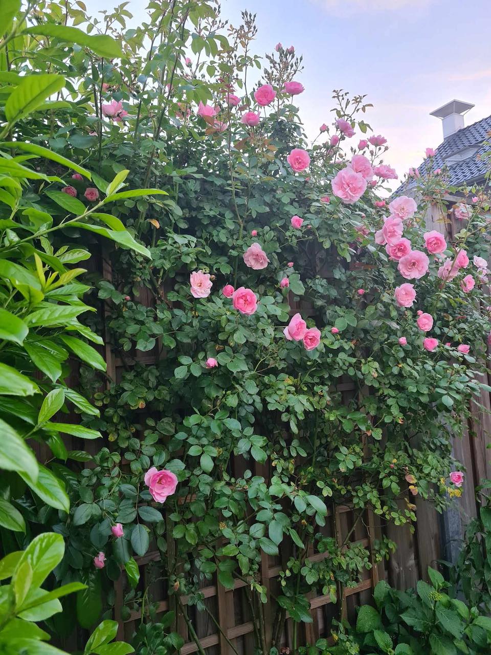 Margreet的带露台小花园丨荷兰阿森-16