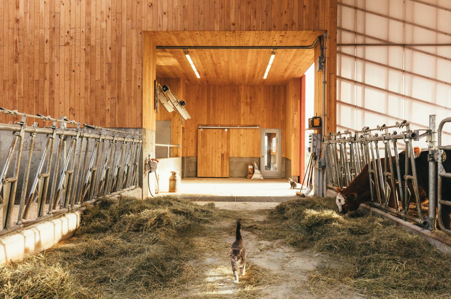 融入自然的奶牛棚设计-21