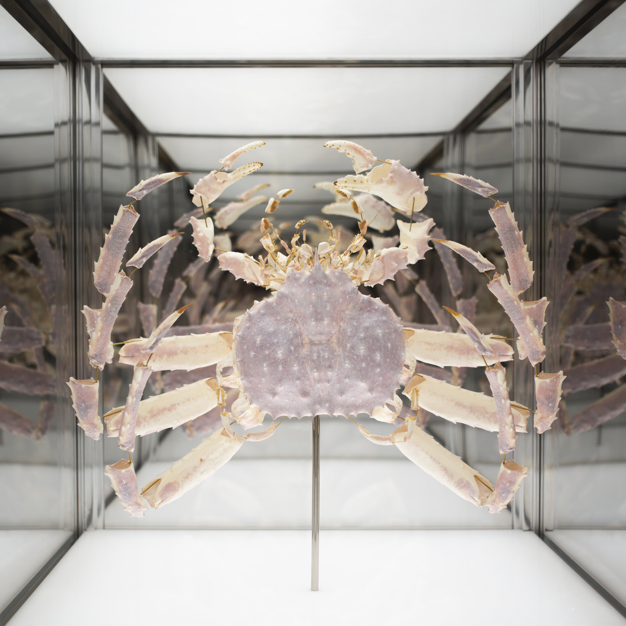 Marcus  蒙特利尔四季酒店丨加拿大魁北克丨Atelier Zébulon Perron-3