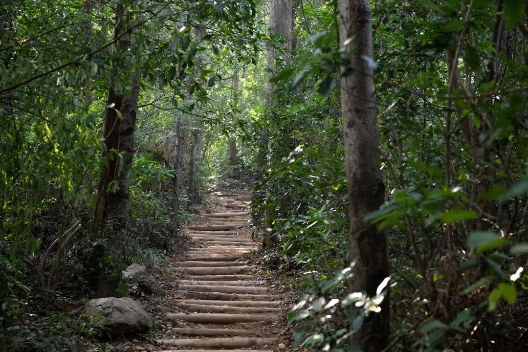 未名新作|山野有乾坤都市藏鲲鹏-深圳山海连城计划罗湖区东湖公园郊野径-莲塘口岸线-52