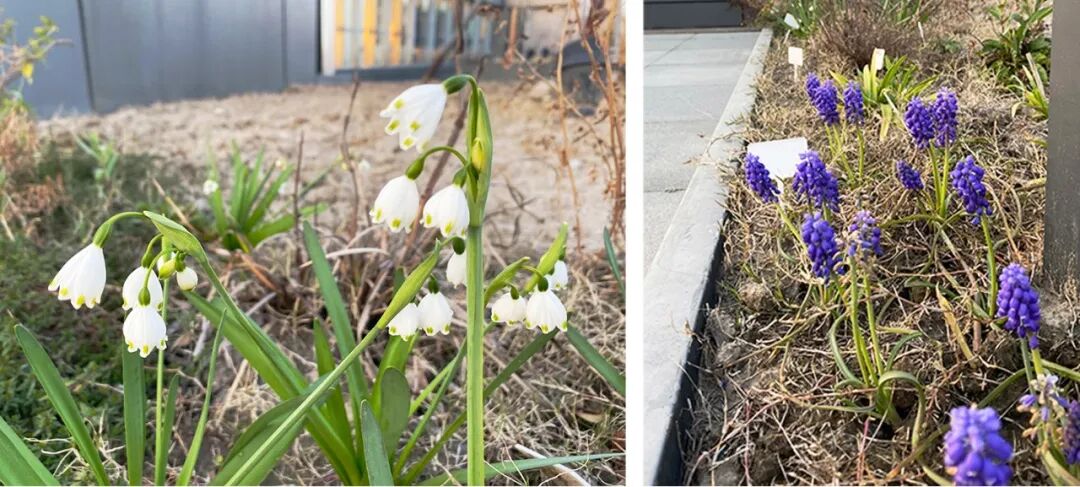 张唐探索|孤芳自赏的勇气——有.园张唐景观屋顶花园一年更新-71