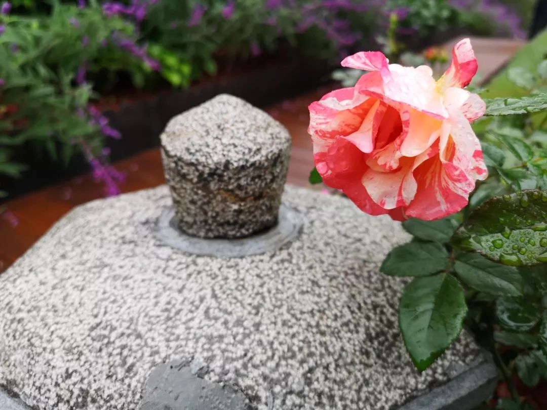 空中花园的粉紫色浪漫 | 乐梵造园的秋韵花境改造-60