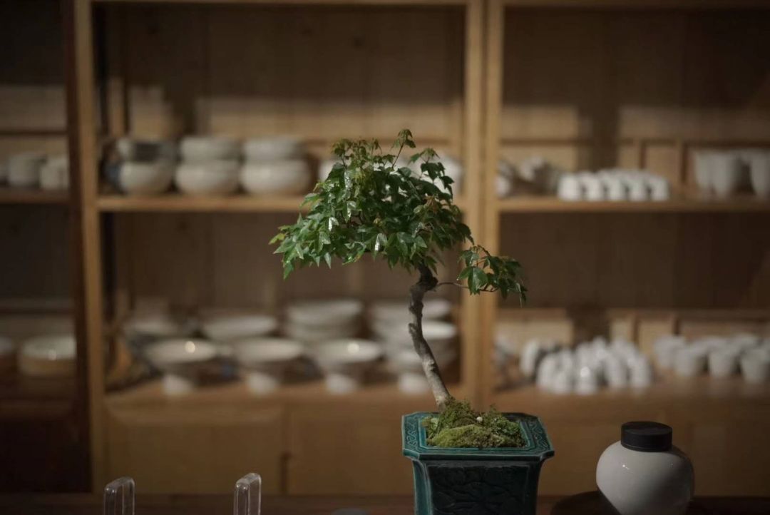 茶室中的鸡爪槭 | 热忱的绿意-6