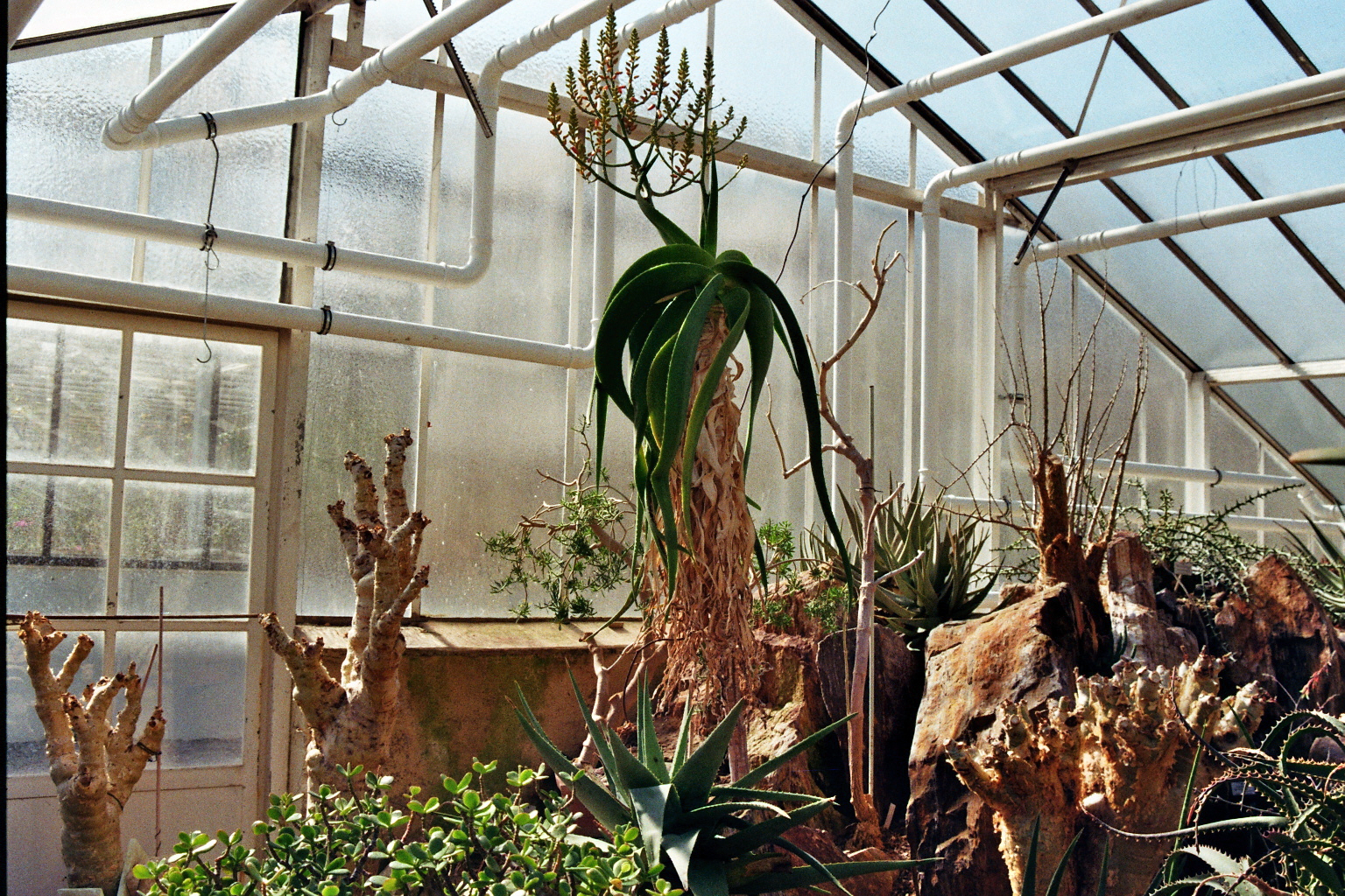 Botanical Gardens on film: A Therapy-4