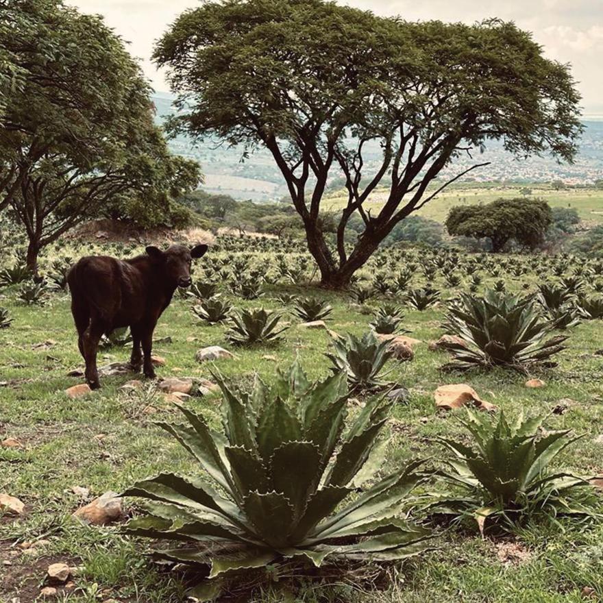 梅斯卡尔酒厂丨墨西哥丨Estudio ALA建筑工作室-17