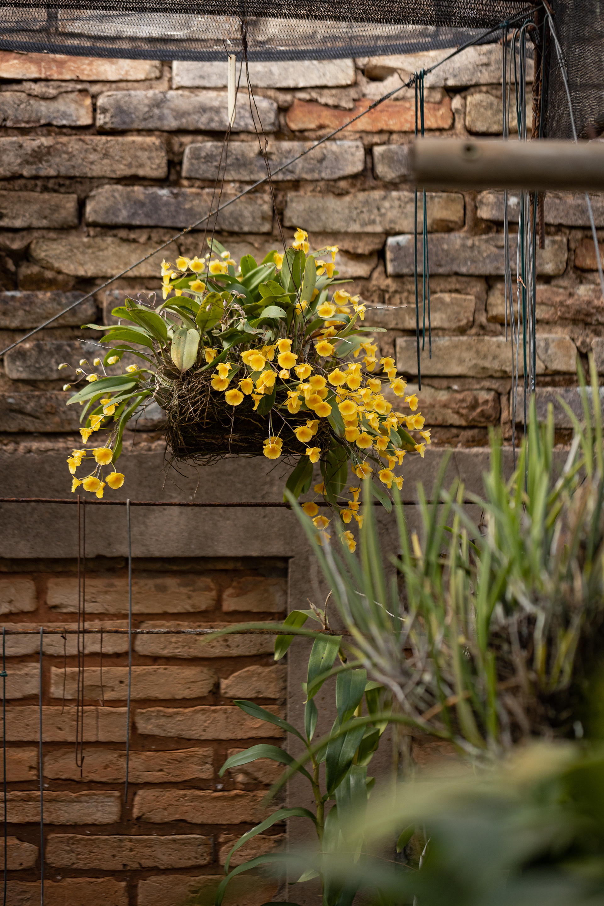 室内植物设计-15