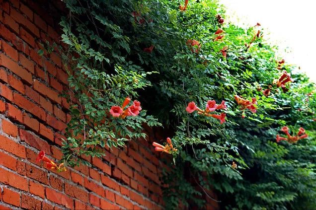 紫葳科瑰宝，凌霄花的魅力与应用-24